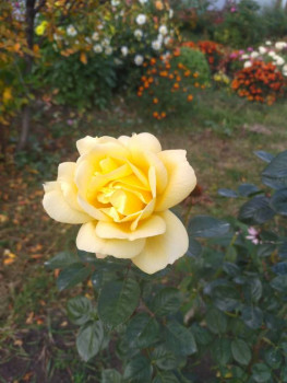 Чем сегодня занимались-2 - 1696686790318.jpg