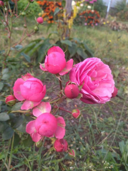 Чем сегодня занимались-2 - 1696686790334.jpg