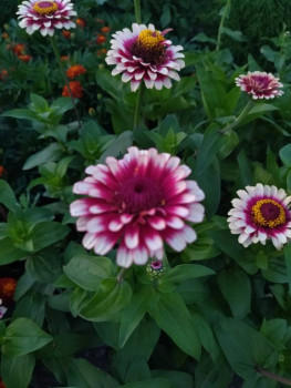 Машеньку Pleno с юбилеем  - 1693913585127.jpg