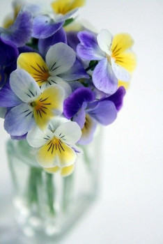 Машеньку Pleno с юбилеем  - f120b3a697175e3a7cbbd2f3b05032e0.jpg