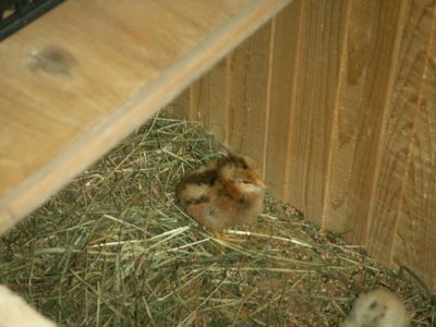 Кого из животных вы содержите? Фото приветствуется. - PICT0217.JPG