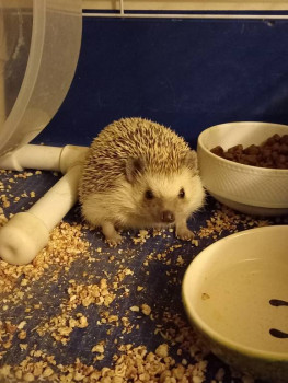 Кого из животных вы содержите? Фото приветствуется. - 20231106_051947.jpg