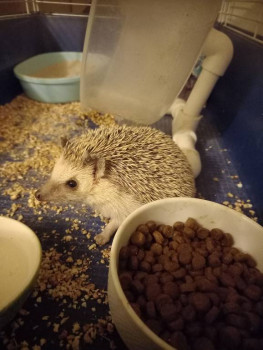 Кого из животных вы содержите? Фото приветствуется. - 20231106_051913.jpg