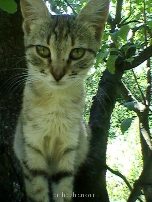 Моя проказница!