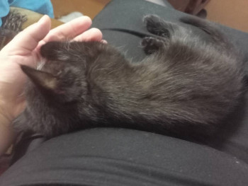 Клуб фелинологов-любителей  - IMG20231124195115.jpg