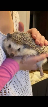 Кого из животных вы содержите? Фото приветствуется. - Screenshot_20231127-185959_Video Player.jpg