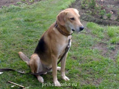 Кого из животных вы содержите? Фото приветствуется. - Фото621.jpg