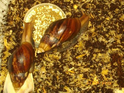 Кого из животных вы содержите? Фото приветствуется. - IMGP4226.JPG