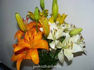 Декоративные садовые растения. - P1090453.JPG