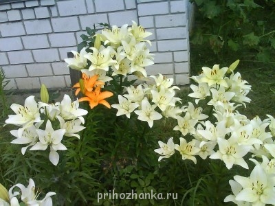 Декоративные садовые растения. - DSC01099.JPG