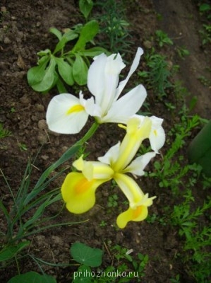 Декоративные садовые растения. - Ирисы.JPG