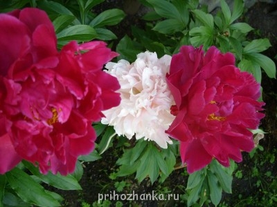 Декоративные садовые растения. - Мамины пиончики.JPG