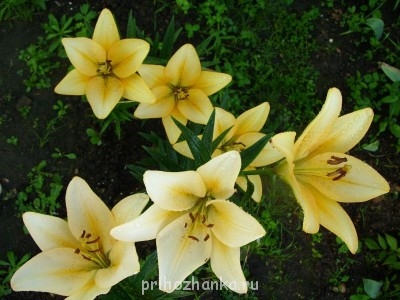 Декоративные садовые растения. - Персиковые.JPG