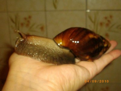 Кого из животных вы содержите? Фото приветствуется. - IMGP4216.JPG