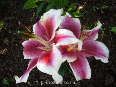 Декоративные садовые растения. - Малиновые.JPG