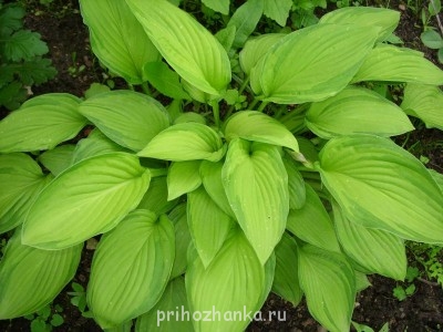 Декоративные садовые растения. - Хоста.JPG