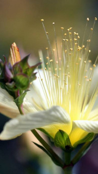 Доброго утра Хорошего дня Спокойной ночи  - 1699301349_pibig-info-p-neveroyatno-krasivie-tsveti-krasivo-11.jpg