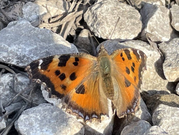 Поговорим о погоде - 44939B9E-E712-41C3-BABF-B6C470AE31DD.jpeg