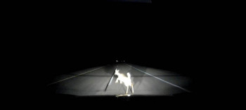 Охота и употребление диких животных в пищу. - Screenshot_20240412_091631_Gallery.jpg