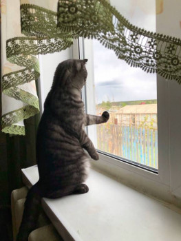 Клуб фелинологов-любителей  - 1716799832314.jpg