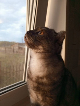 Клуб фелинологов-любителей  - 1716799966437.jpg