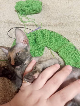 Клуб фелинологов-любителей  - 1716832101200.jpg