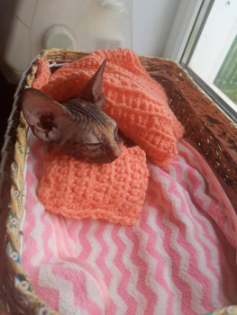 Клуб фелинологов-любителей  - IMG20240517121852.jpg