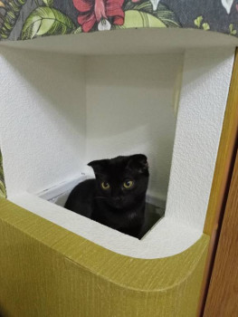 Клуб фелинологов-любителей  - IMG20240508225903.jpg