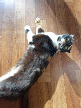 Буклю показывала, но она любимка