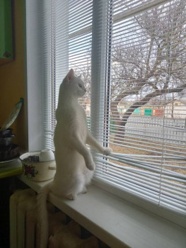 Клуб фелинологов-любителей  - IMG20240306171323.jpg