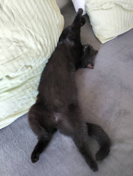 Клуб фелинологов-любителей  - IMG20240604181916.jpg