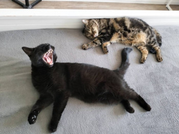 Клуб фелинологов-любителей  - IMG20240604161835.jpg