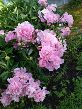 Декоративные садовые растения. - 1719299192760.jpg