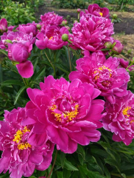 Декоративные садовые растения. - 1719299141465.jpg