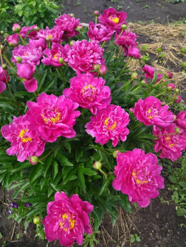 Декоративные садовые растения. - 1719299141473.jpg