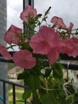 Мои комнатные растения. - 1719299110588.jpg