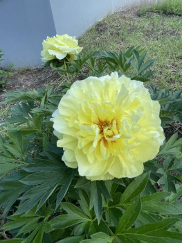 Декоративные садовые растения. - 5DE932D1-81FD-496B-A461-91A45A9FAEE5.jpeg