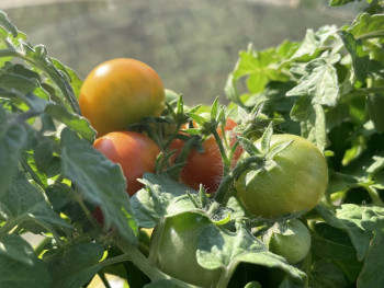 Огород на подоконнике - 8D6A1EC3-47A8-46F5-9C29-7862682BCD0B.jpeg