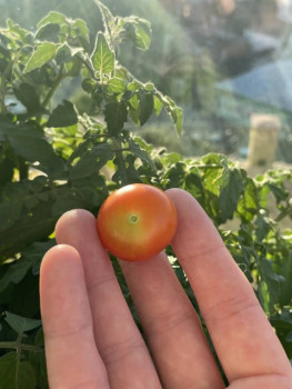 Огород на подоконнике - 210FD343-3353-4373-ACC0-B5B0AE9C37E2.jpeg