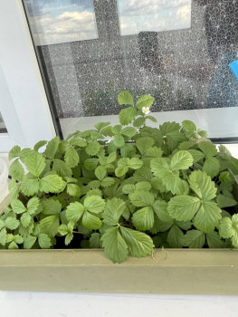 Огород на подоконнике - D5A4B9C5-6079-46E5-ABFA-34850DA0795E.jpeg