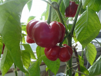 Огород на подоконнике - DSC09211.JPG