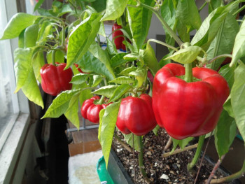 Огород на подоконнике - DSC09213.JPG