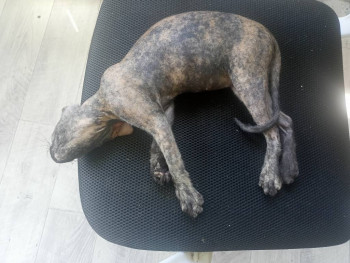 Клуб фелинологов-любителей  - IMG20240711111933.jpg