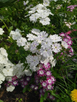 Декоративные садовые растения. - dGAMeps_ZXs.jpg