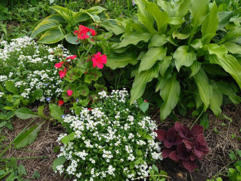 Декоративные садовые растения. - dfGLqwu-ByE.jpg