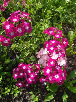 Декоративные садовые растения. - 7nrP-EWsijM.jpg