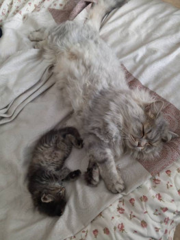 Кого из животных вы содержите? Фото приветствуется. - IMG_20240806_130543_798.jpg