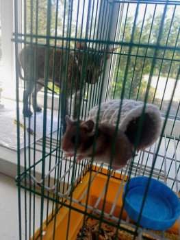 Кого из животных вы содержите? Фото приветствуется. - IMG20240821112634.jpg