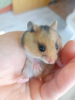 Кого из животных вы содержите? Фото приветствуется. - IMG20240821112721.jpg