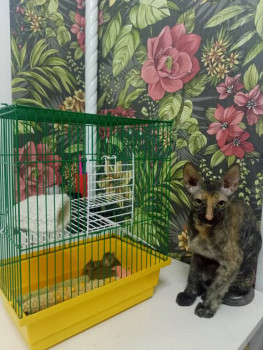 Кого из животных вы содержите? Фото приветствуется. - IMG20240821205608.jpg